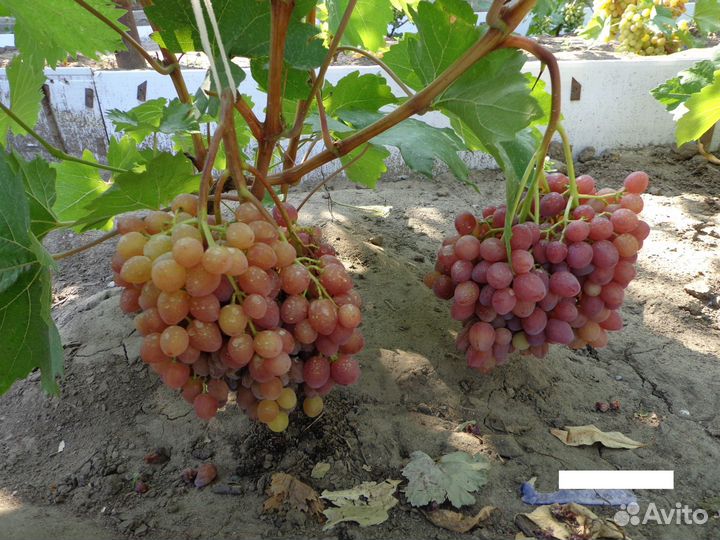 Виноград саженцы: Лора Ливия Анюта Рошфор