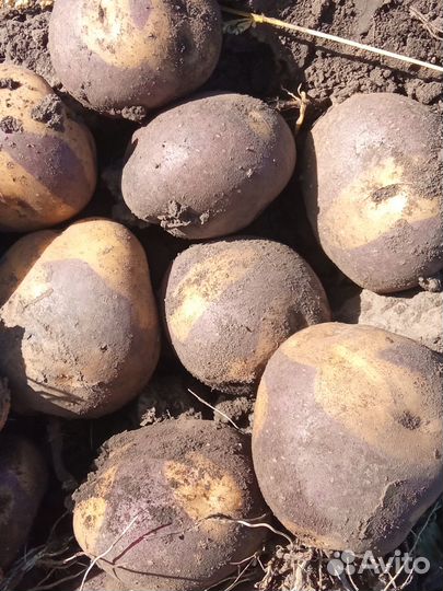 Семенной картофель,отправка почтой в любой регион