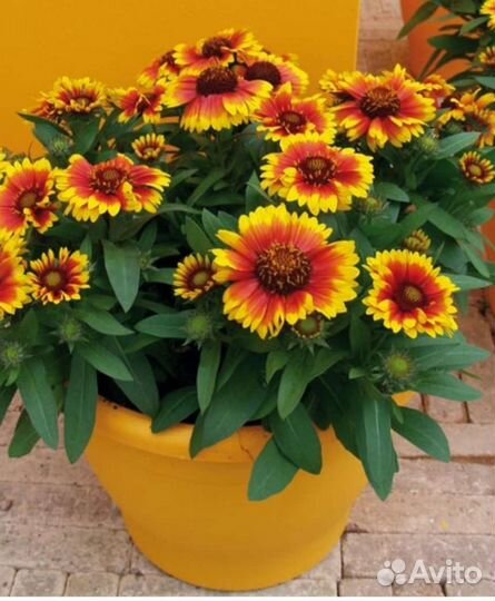 Гайлардия остийстая