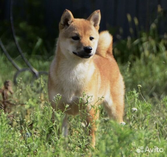 Сиба ину девочка