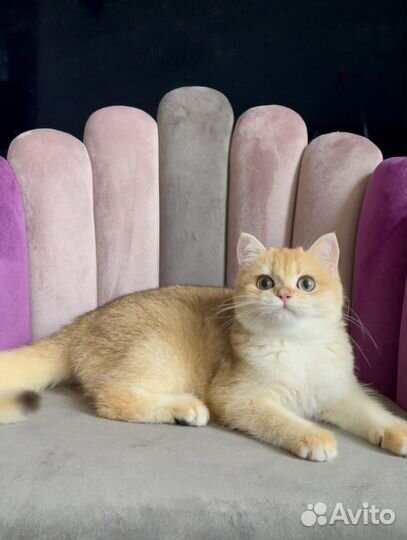 Британская золотая шиншилла ny12 шоу класс Елла