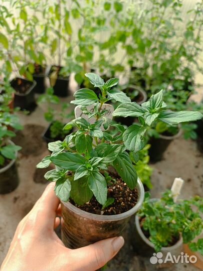 Мята сортовая