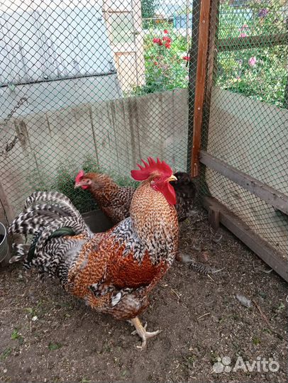 Билефельдер окрас-Криль