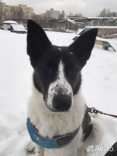 Выгул собак с 13 лет