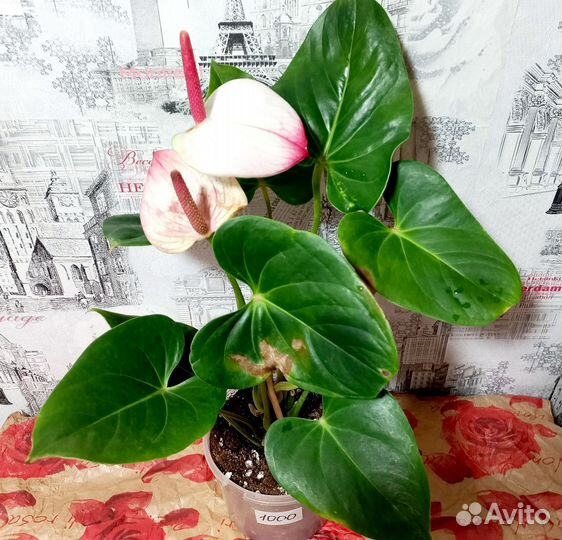 Антуриум Принцесса Амалия