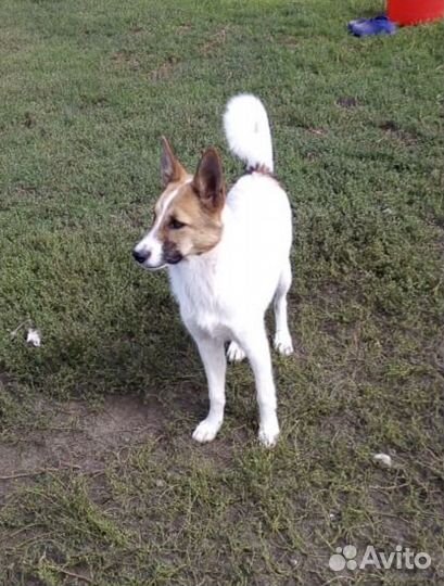 Щенок-подросток (девочка) в добрые руки