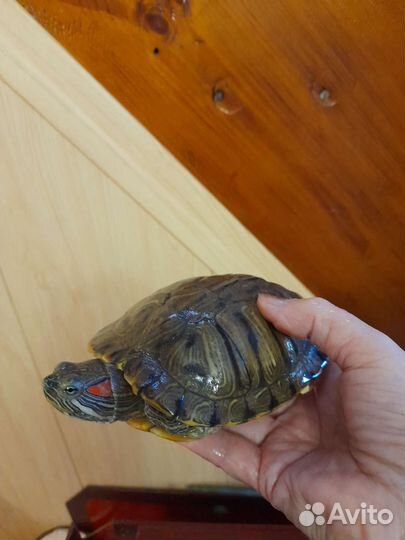 Аквариум С черепашкой