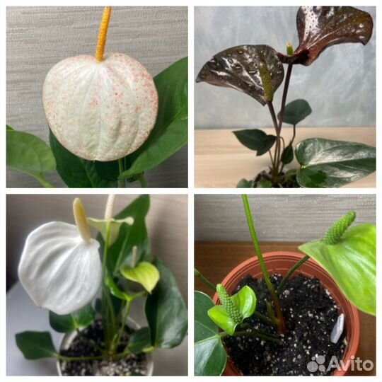 Антуриумы черный,желтый,розовый,зеленый,белый