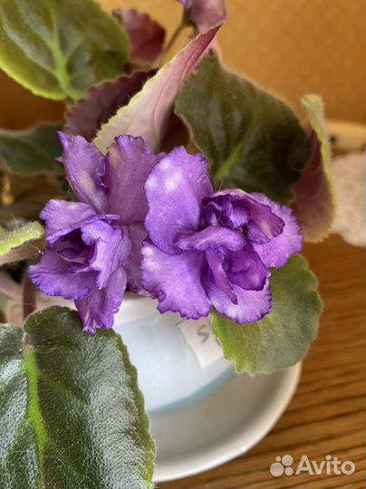 Фиалка Storm's Eye