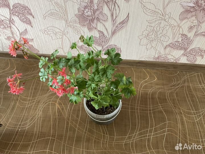 Пеларгония герань