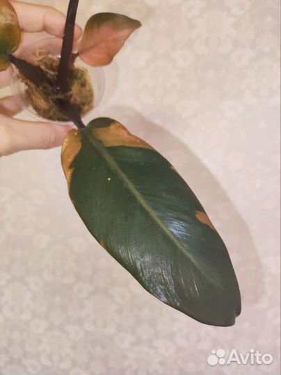 Филодендрон Блек кардинал вариегатный