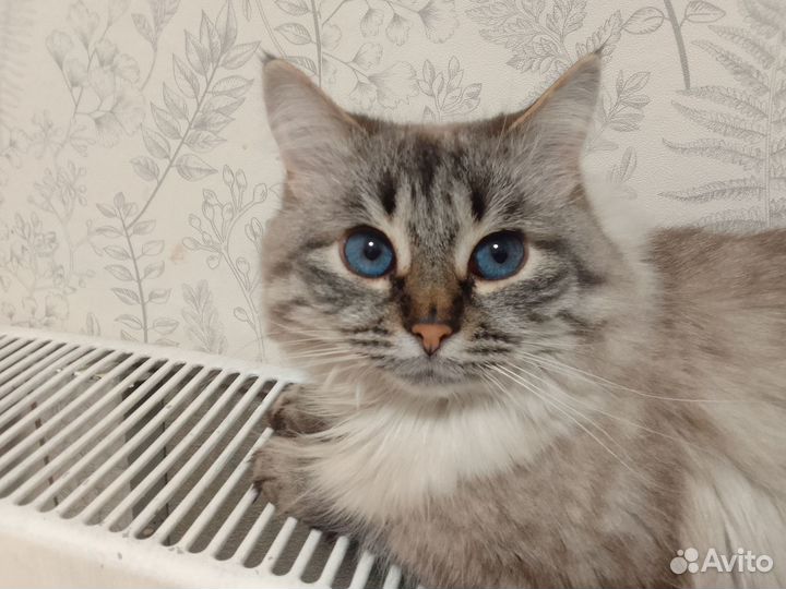 Подковка звенящая молния