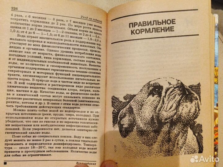 Все о собаках