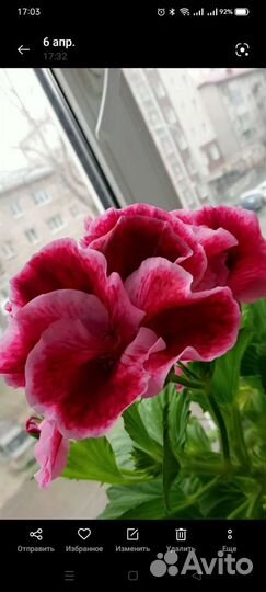 Пеларгония герань королевская пахучая живое дерево