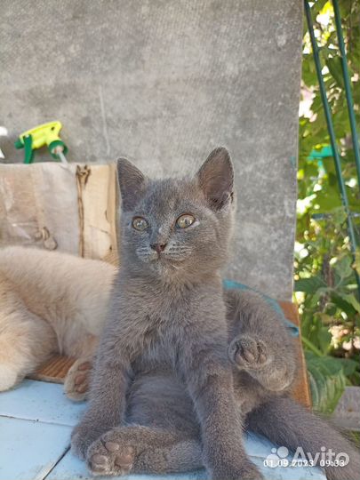 Котята отдам даром