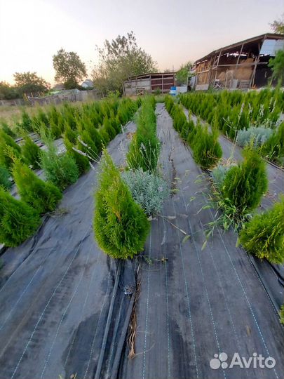 Туя западная смарагд