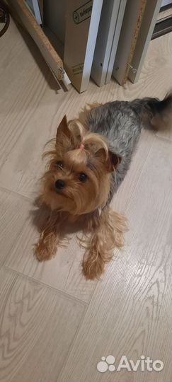 Йоркширский терьер мини
