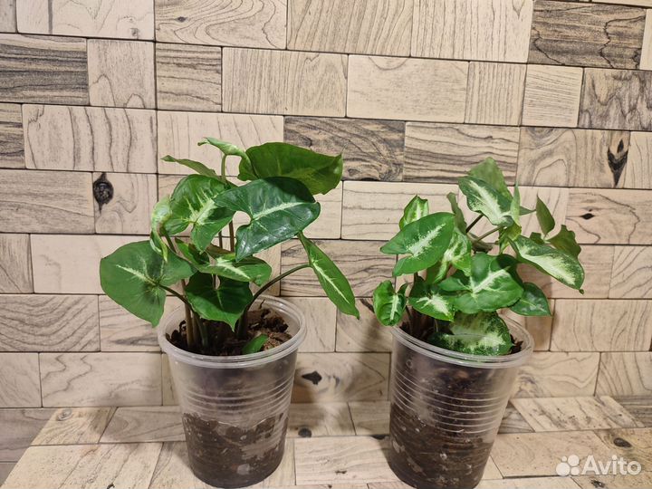 Сингониум пикси, вендланда