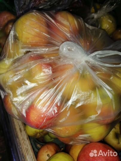 Продам яблоки