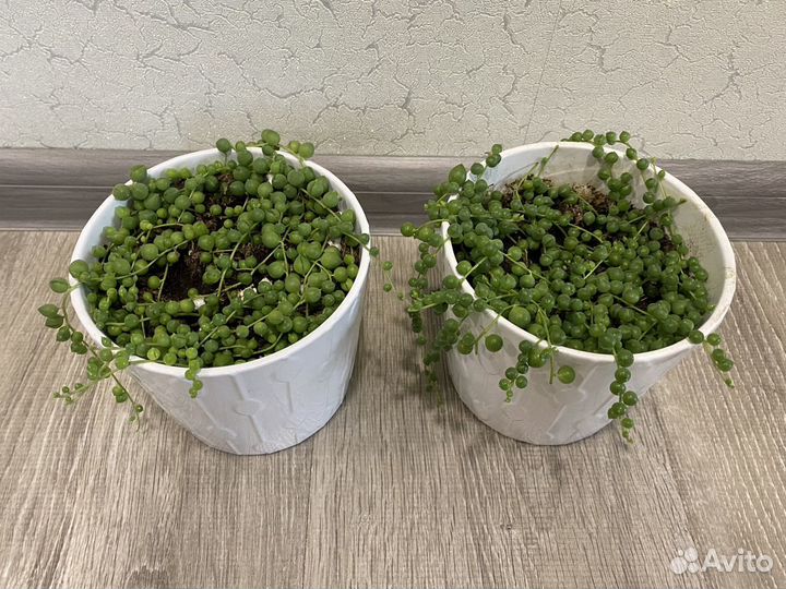 Крестовник роули