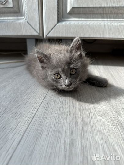 Отдам котенка в добрые руки