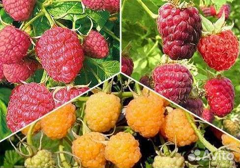 Саженцы штамбовой малины. Каскадной, крупноплодной