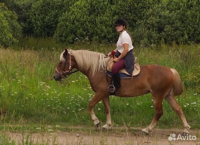 Продам лошадь