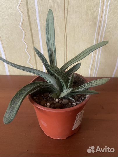 Гастерии, ховортии