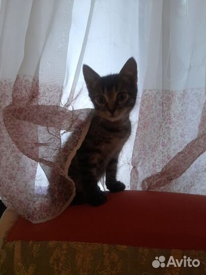 Киттик невдупленыш в дар