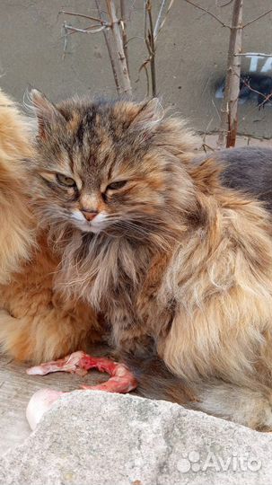 Кошки в добрые руки