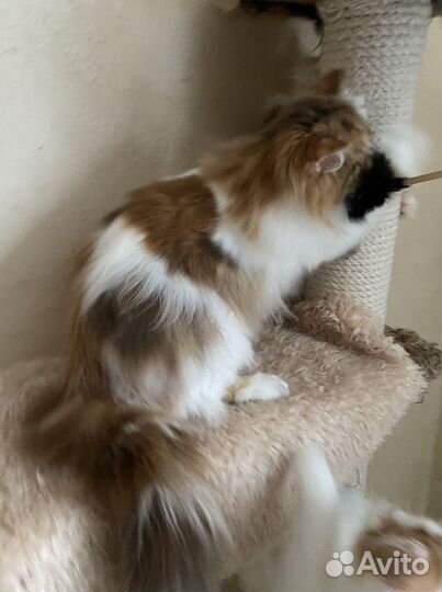 Хайленд страйт