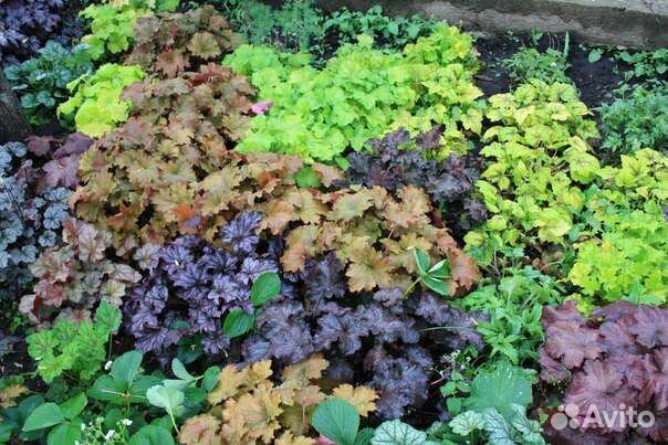 Гейхеры, Гейхереллы