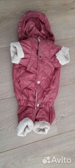 Одежда, шлейка, лоток для собак мелких пород