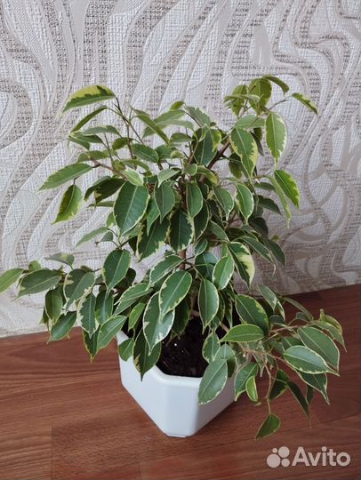Фикус Бенджамина