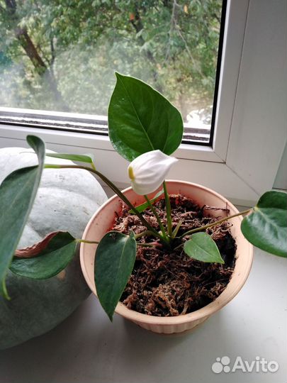 Антуриум белый mini