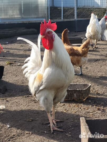 Молодые петухи