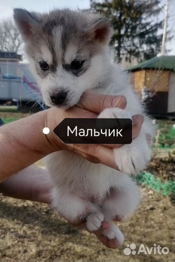 Щенки хаски