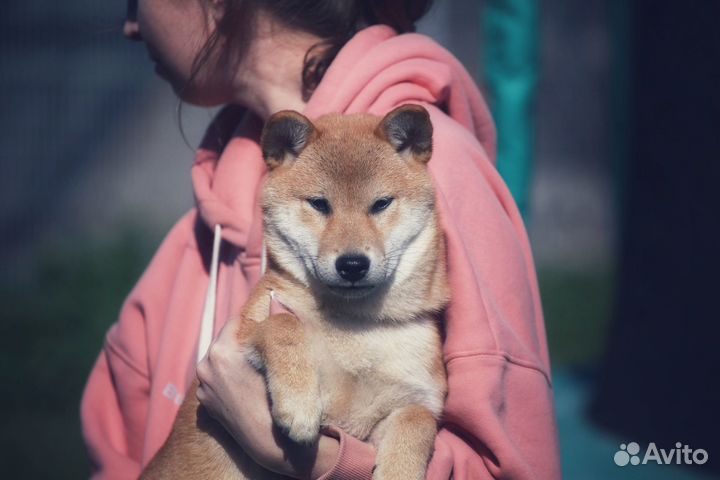 Сиба ину девочка