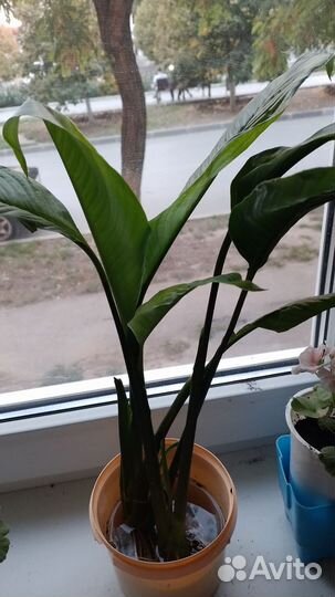 Цветок женское счастье