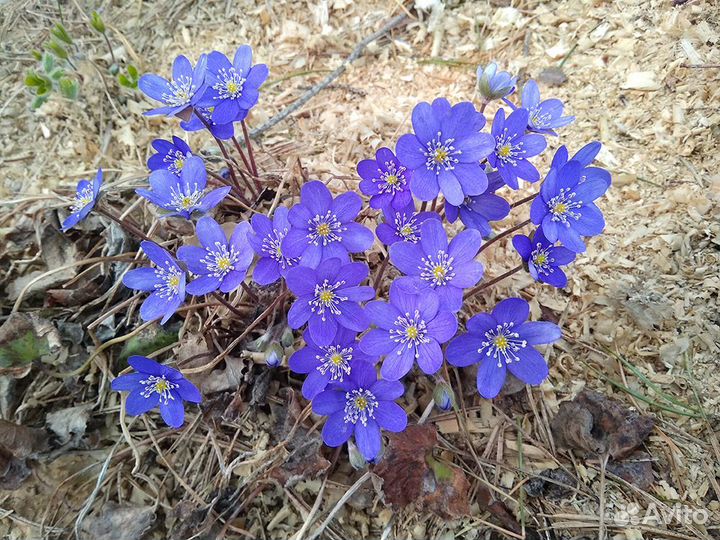 Цветы для сада (3)