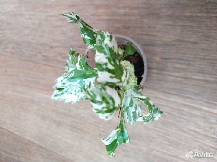 Дуранта, полисциасы