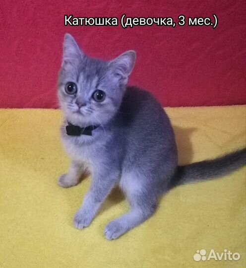 Британские котята