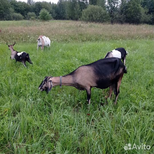 Коза дойная альпийская