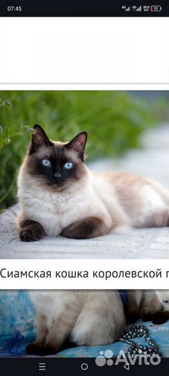 Тайская кошечка