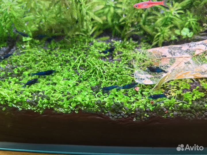 Креветка синяя мечта blue dream