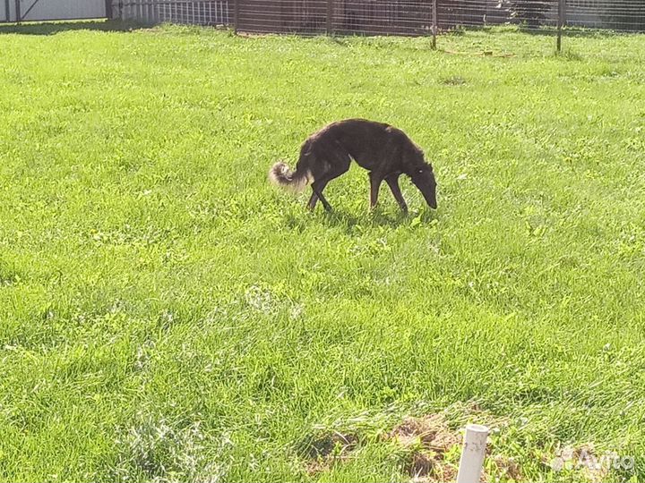 Собака в добрые