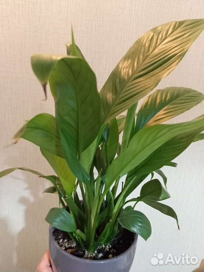 Спатифиллум