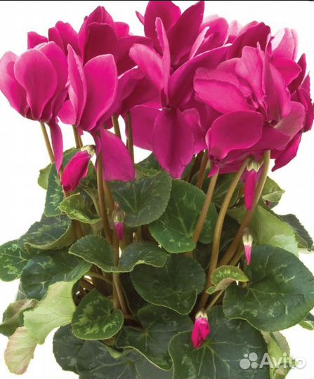 Семена цикламена