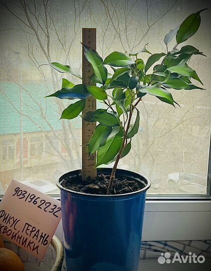 Фикус бенджамина