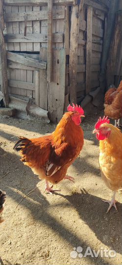 Петух на племя Фокси Чик